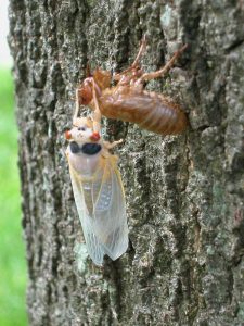cicada hatch