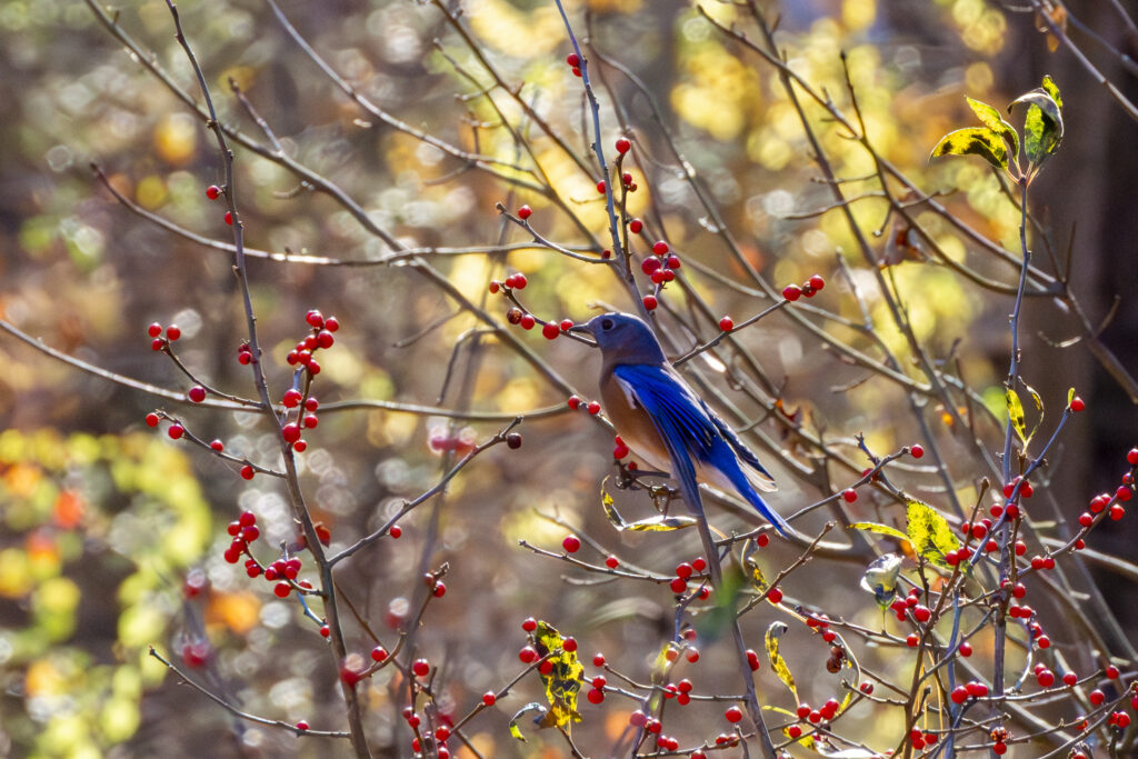 Eastern Bluebird