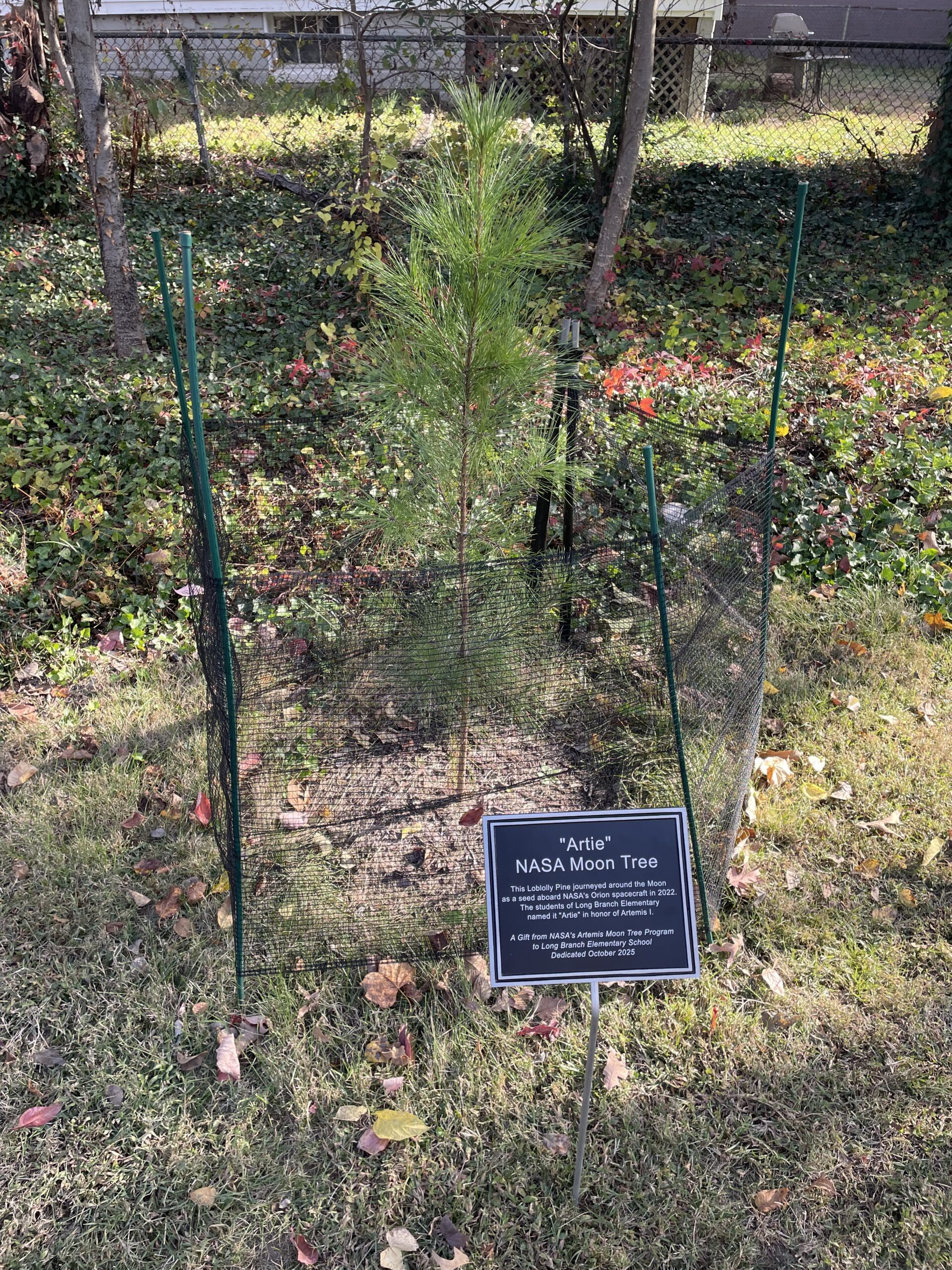 Long Branch's Moon Tree
